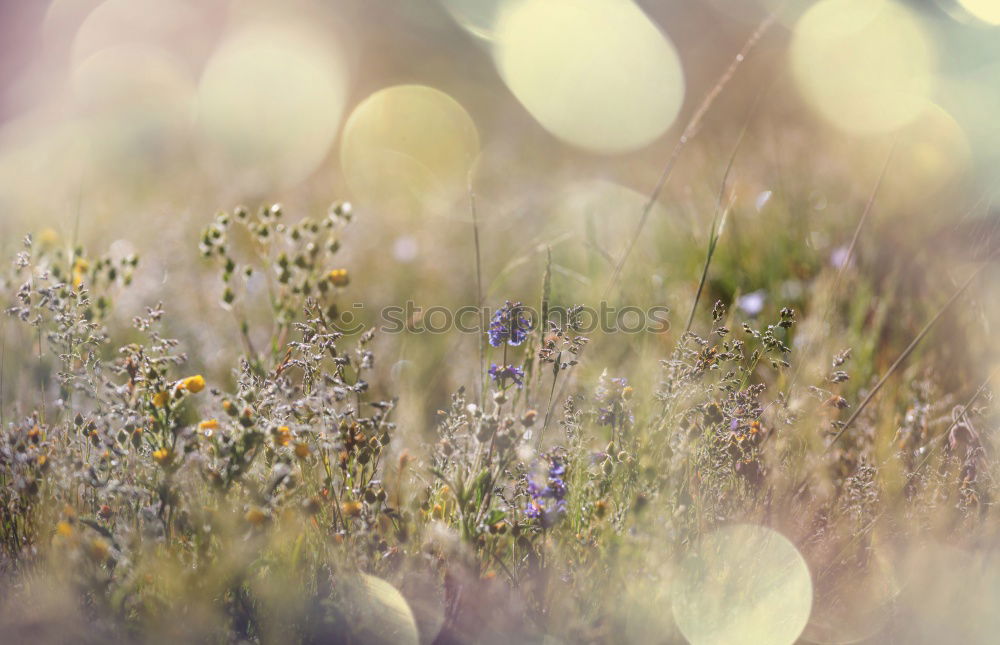 Similar – Image, Stock Photo poppy … uh cornflower