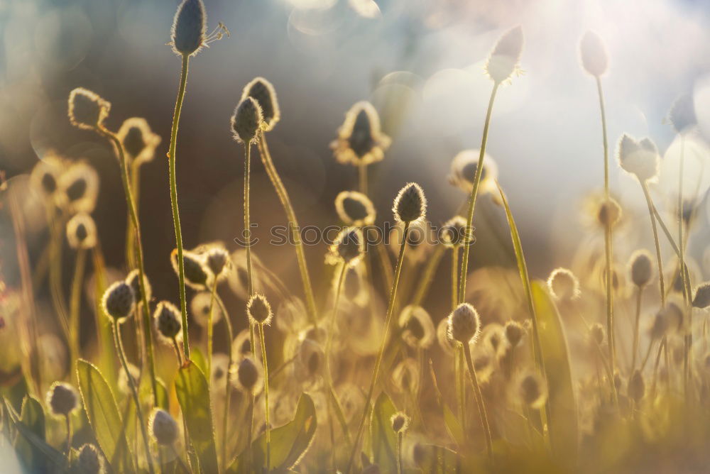 Similar – Image, Stock Photo willow cat Environment