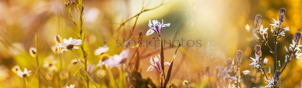 Similar – Red Anemones