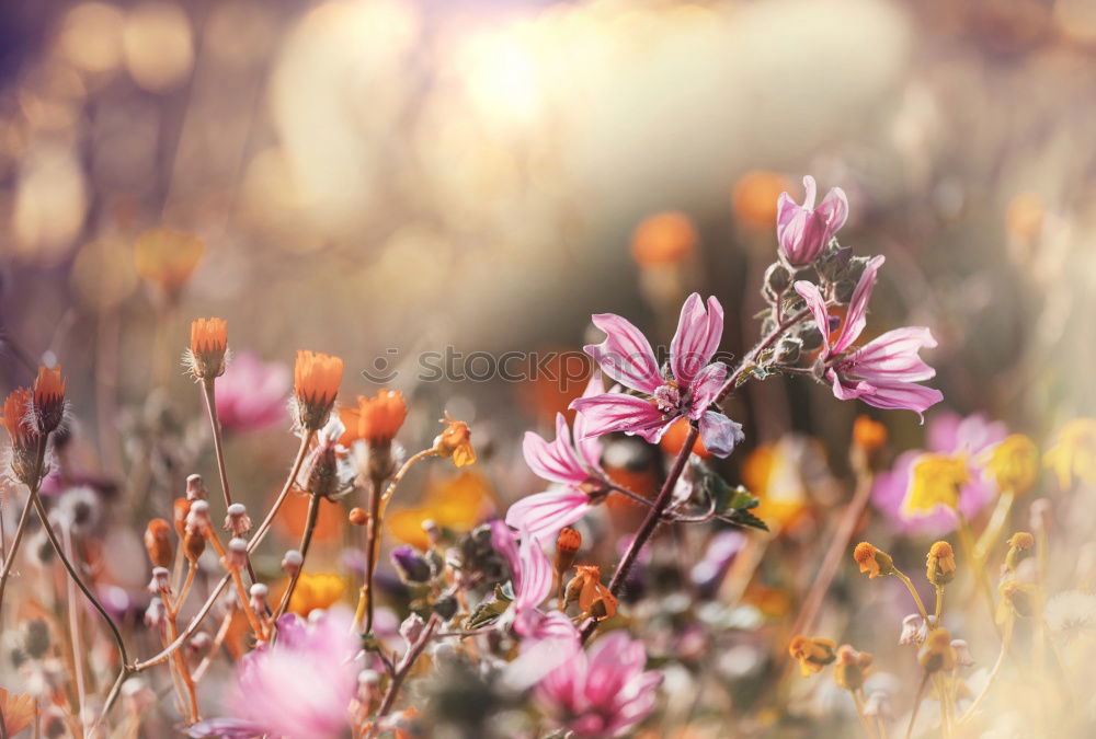 Similar – Image, Stock Photo Summer Garden Banner with Peonies, Roses and Sage