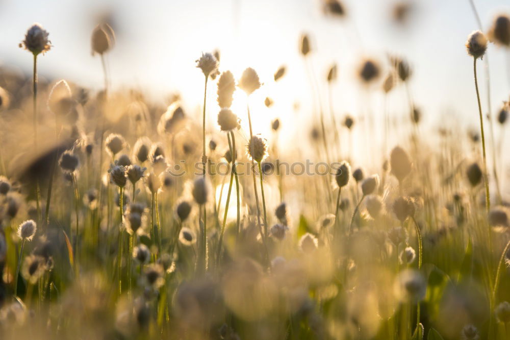 Similar – Image, Stock Photo Sunrise Field Agriculture