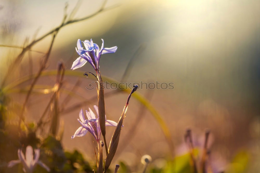 Similar – Couples on the meadow