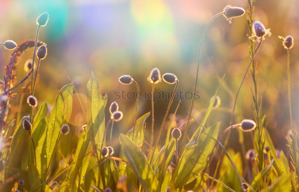 Similar – Image, Stock Photo crocus Blossoming Flower