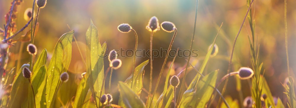 Similar – Image, Stock Photo meadow Environment Nature