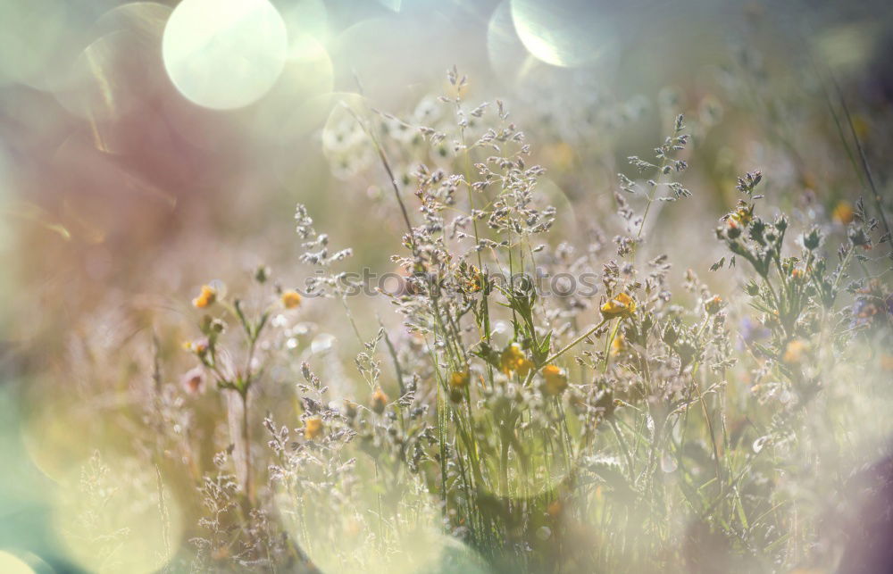 Similar – spring fever Meadow Flower