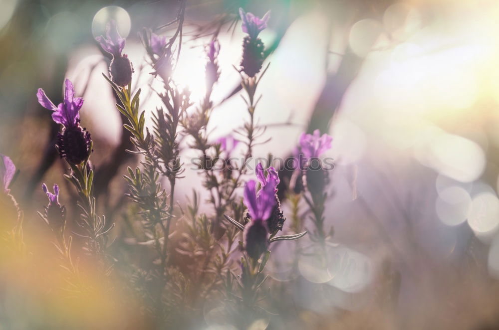 Similar – Image, Stock Photo romantic evening floral summer backround.