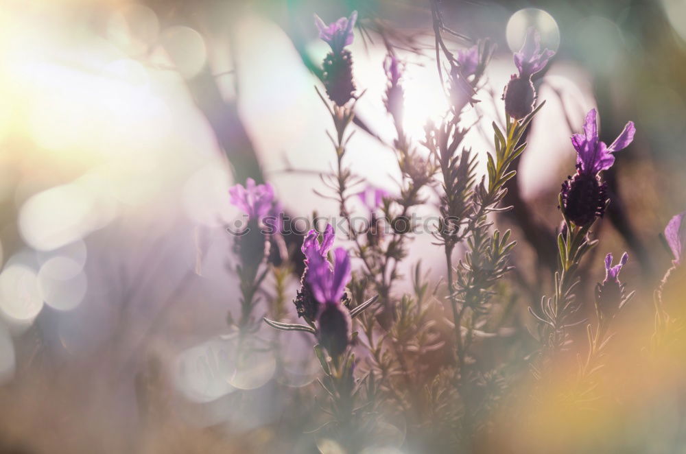 Similar – Image, Stock Photo romantic evening floral summer backround.