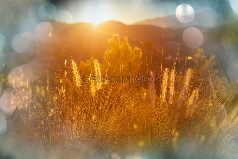 Image, Stock Photo Morning greetings in late summer