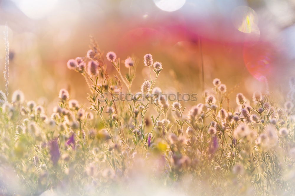 Similar – Scottish summer meadow in the wind