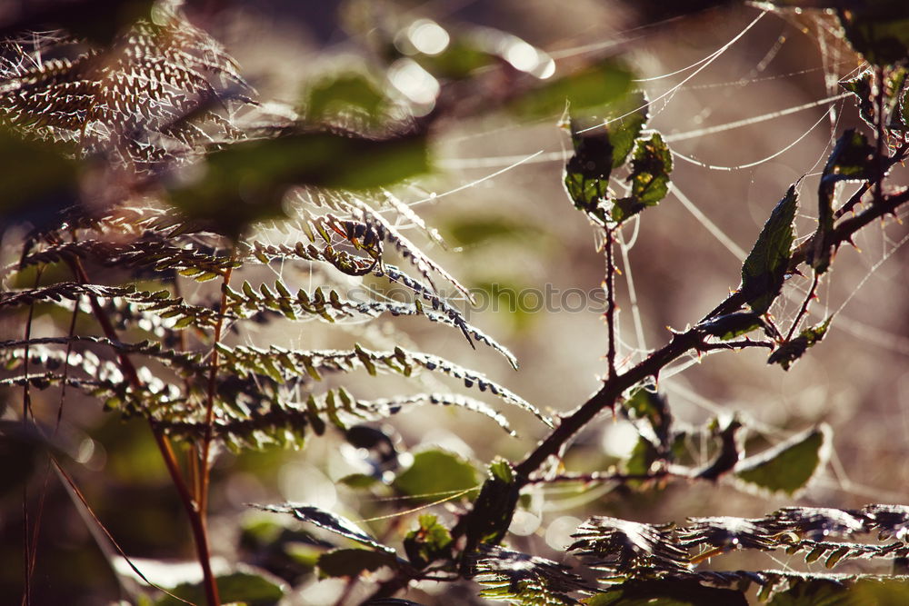 Image, Stock Photo Hornbeam