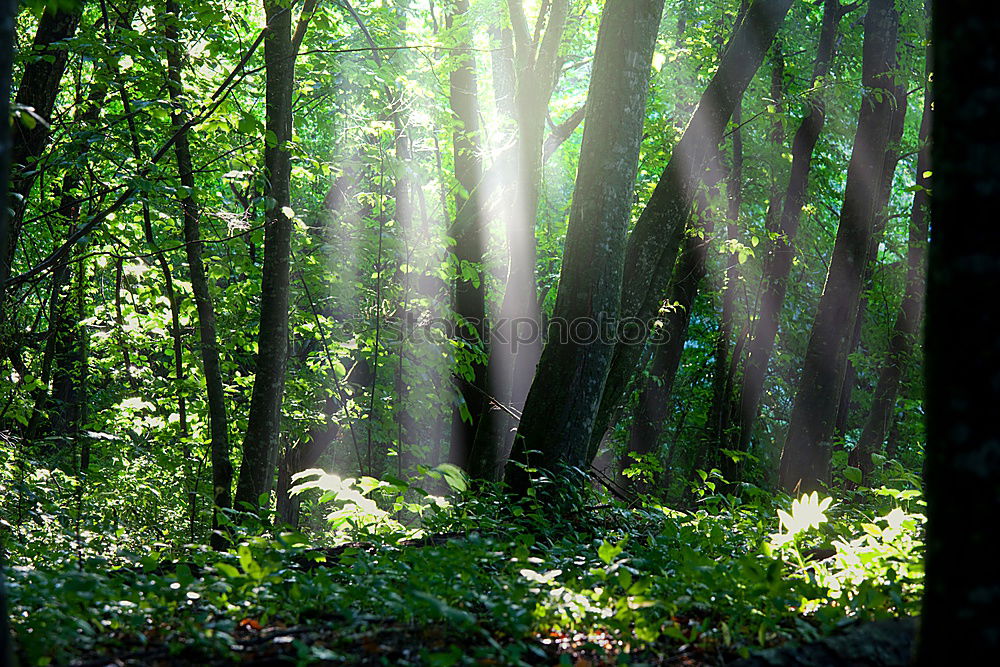 Similar – lichtdurchflutet Wald grün