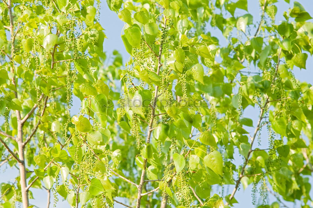 Similar – Foto Bild Frühlingsblüten Blüte