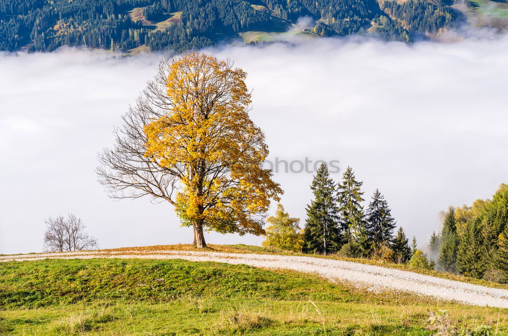 Similar – Image, Stock Photo Golden autumn tree with Alps
