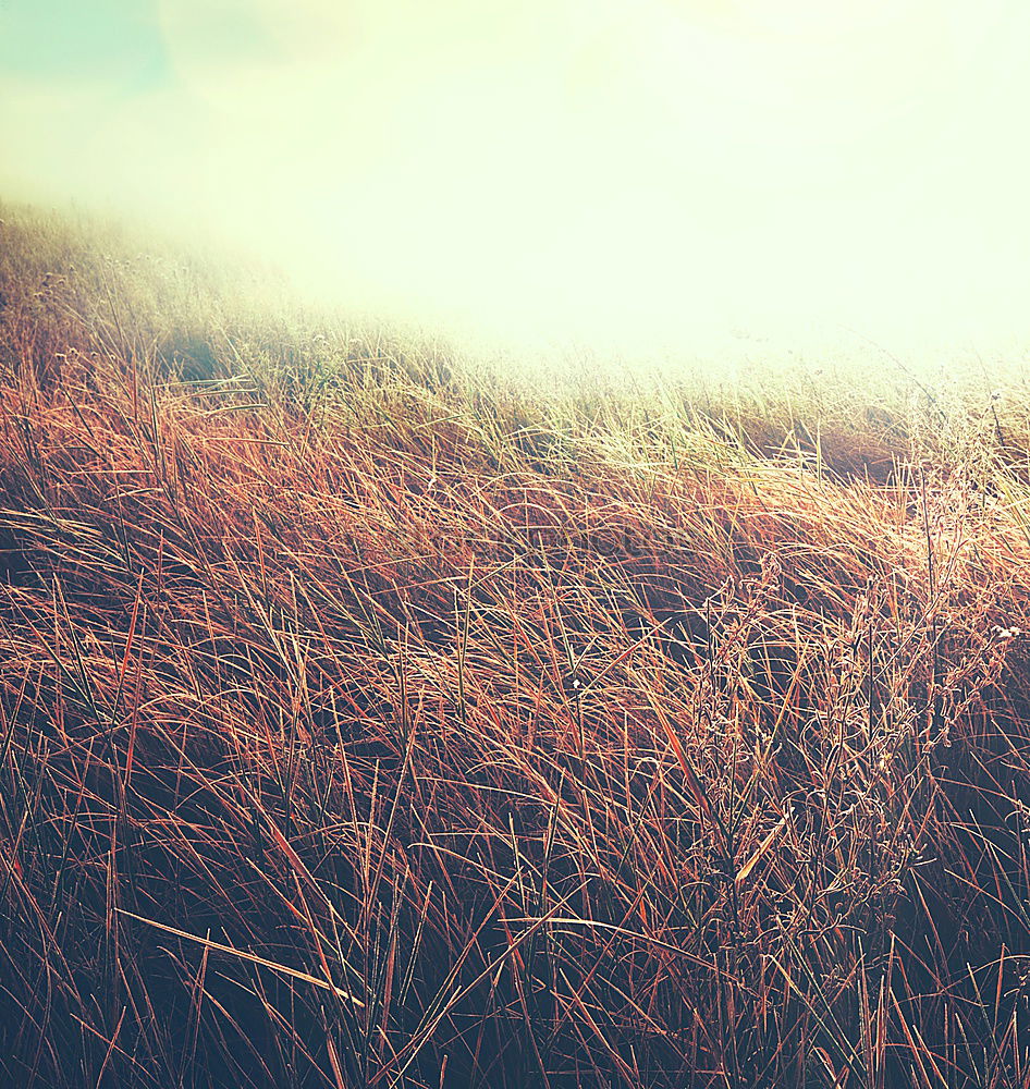 Similar – Image, Stock Photo dune wind