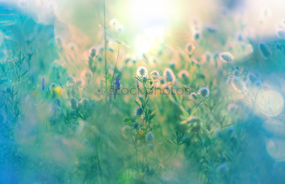 Similar – Image, Stock Photo Floral Grass