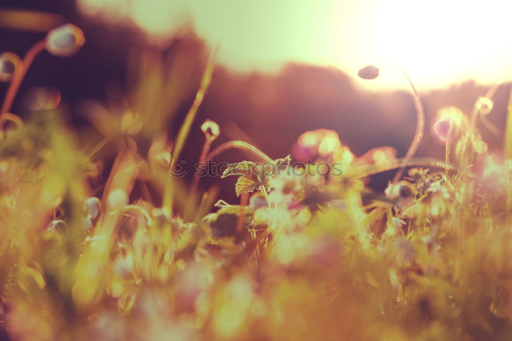 Similar – Image, Stock Photo PINk Meadow Grass