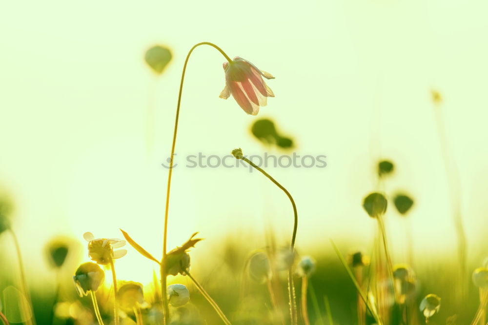 Similar – meadow bouquet Plant