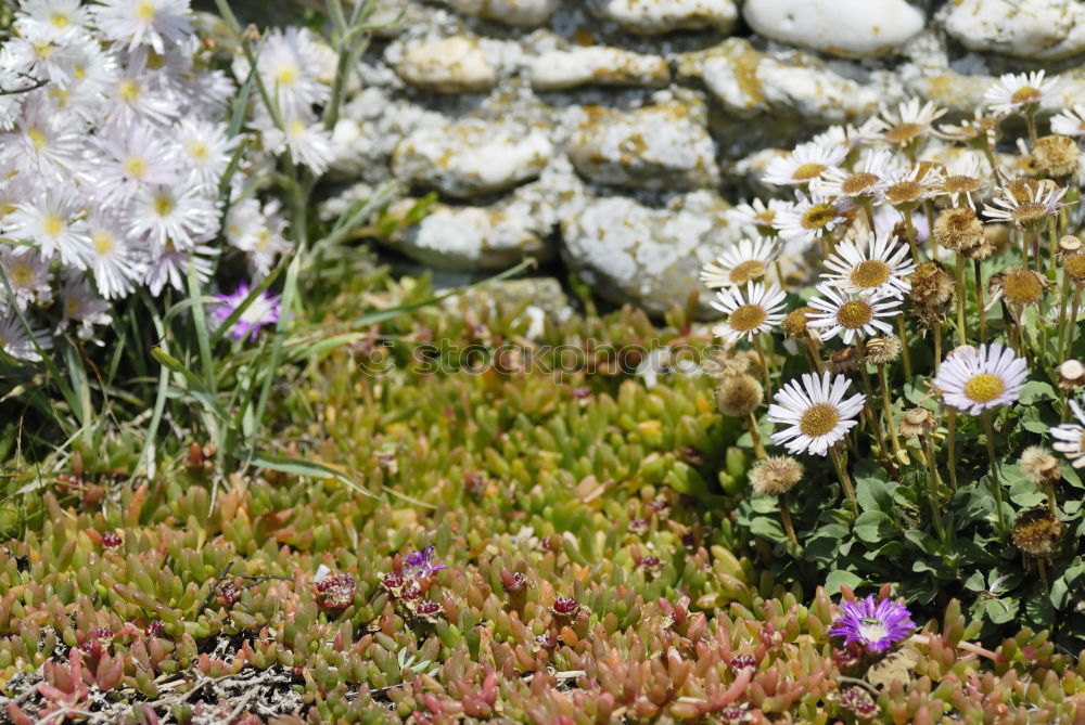 Similar – [600] Natural colours of the heather in Scotland