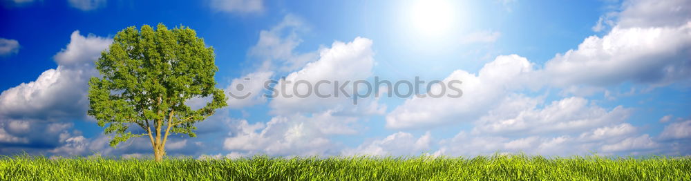 Similar – Image, Stock Photo half-timbered Nature Plant