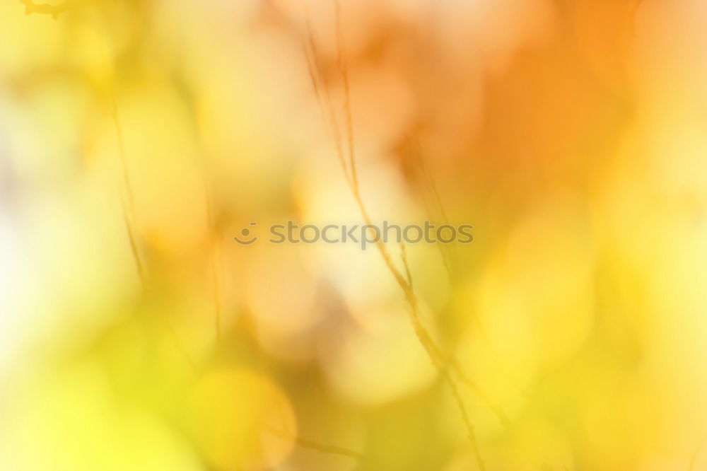 Similar – gegenüber von herbstlichen Blättern