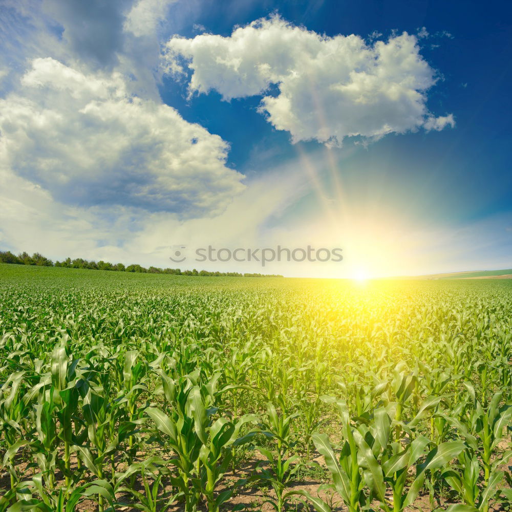 Similar – Image, Stock Photo Corn field in the summer