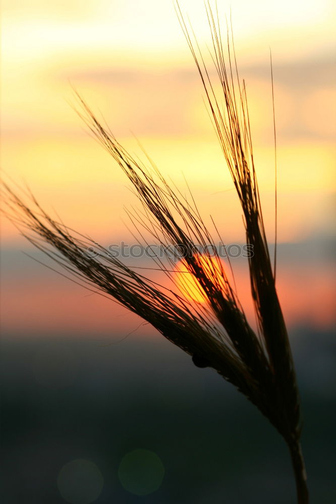 Similar – coastline Grass Green