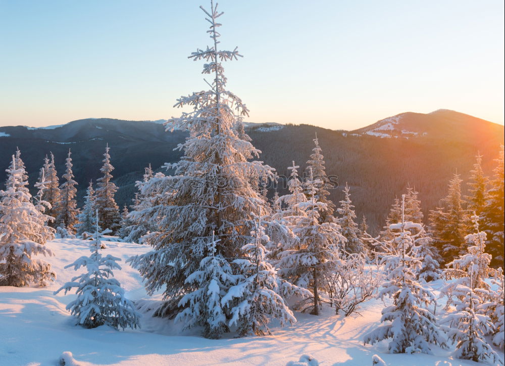 Similar – Image, Stock Photo Winter sunshine in the forest