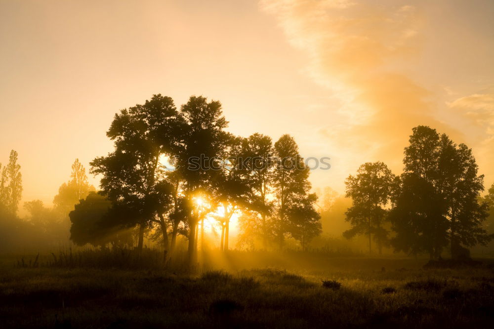 Similar – Morning mood 2 Fog Meadow