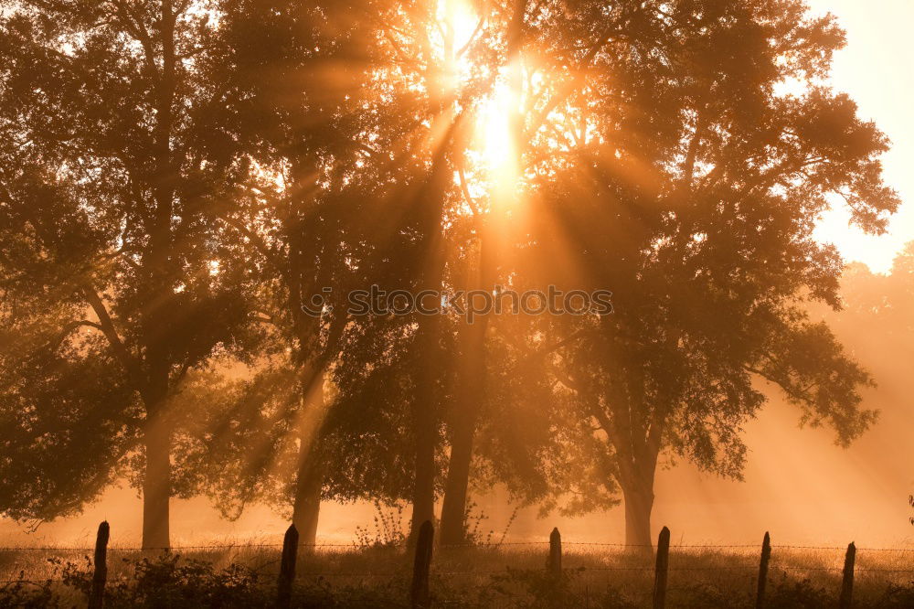 Morning mood 2 Fog Meadow