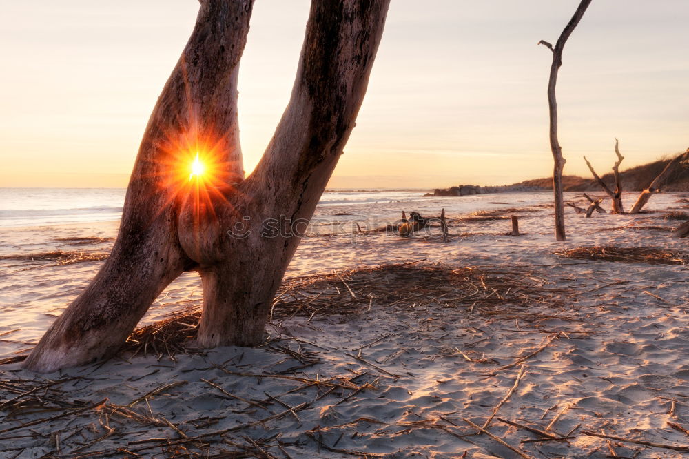 Similar – plants Beach Ocean Waves