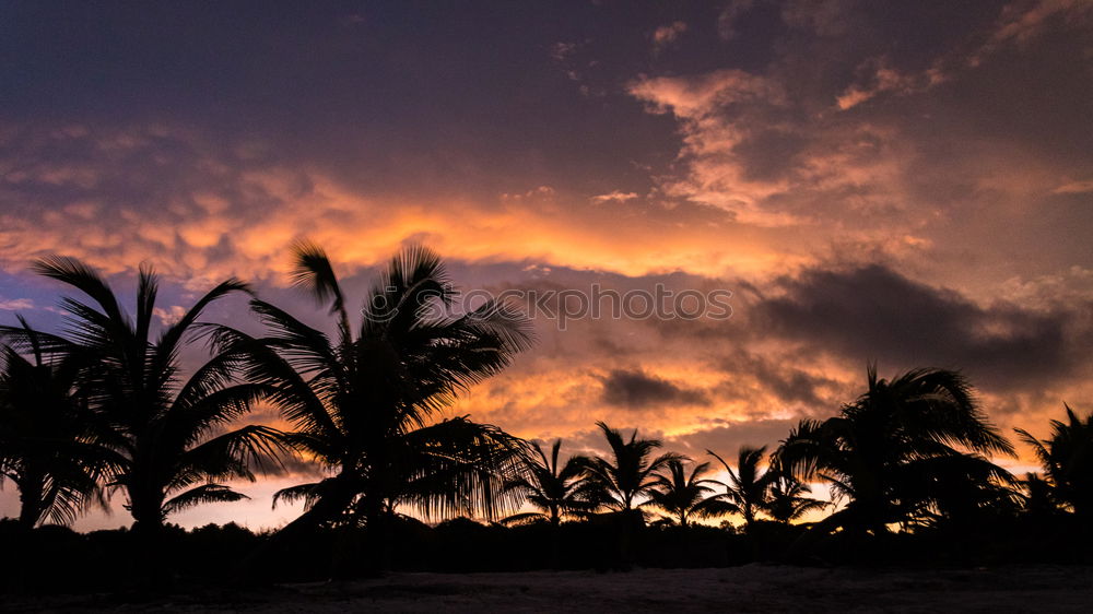 Similar – Foto Bild Sonnenuntergang II Palme