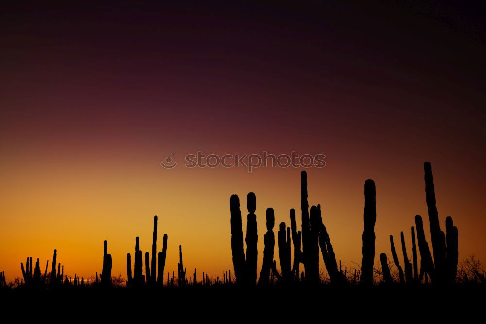 Similar – Image, Stock Photo Wild West and howling coyotes