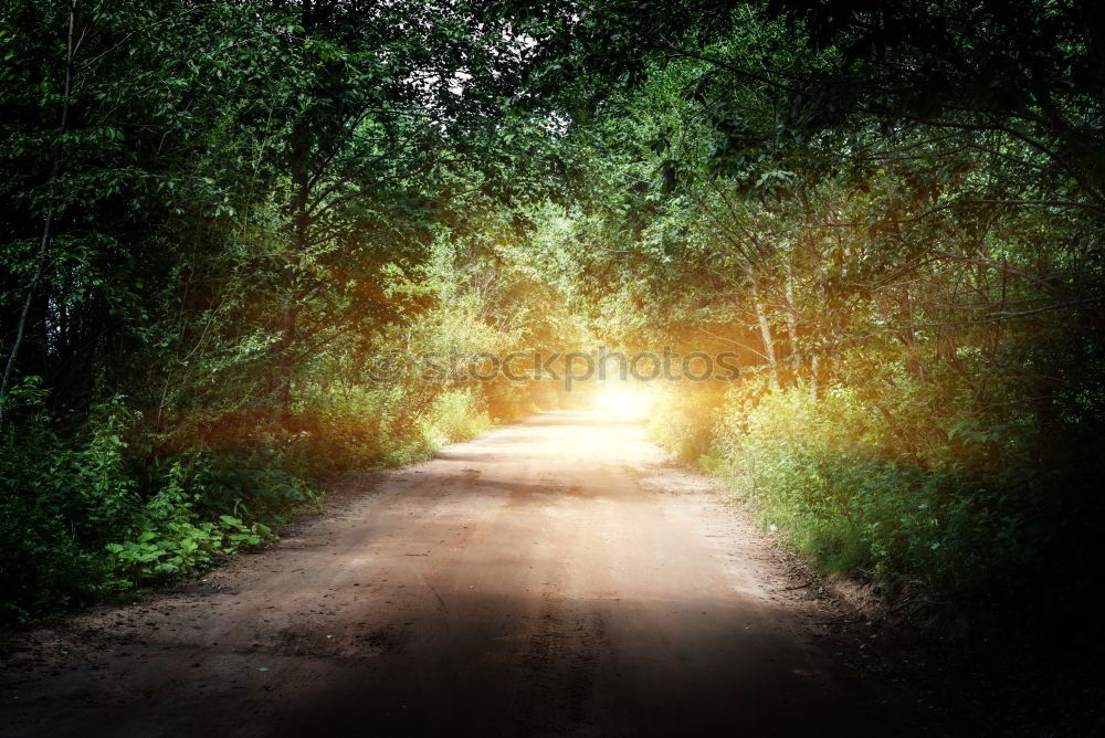 Similar – Image, Stock Photo sunshine Tree