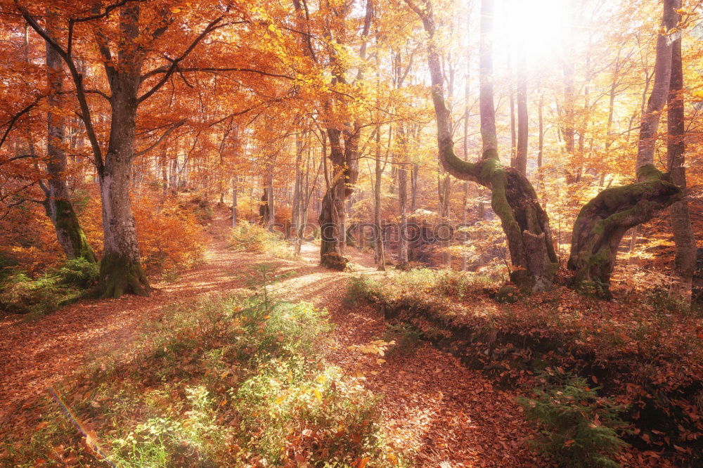 Similar – Image, Stock Photo Orange autumn colors in the forest