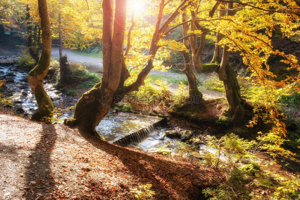 Image, Stock Photo Rocky road in old forest