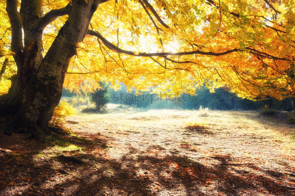 Similar – Image, Stock Photo red october Environment