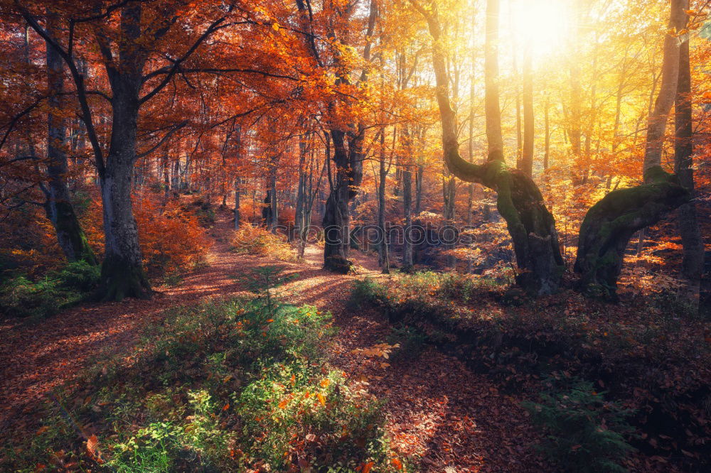 Similar – Golden Autumn Environment