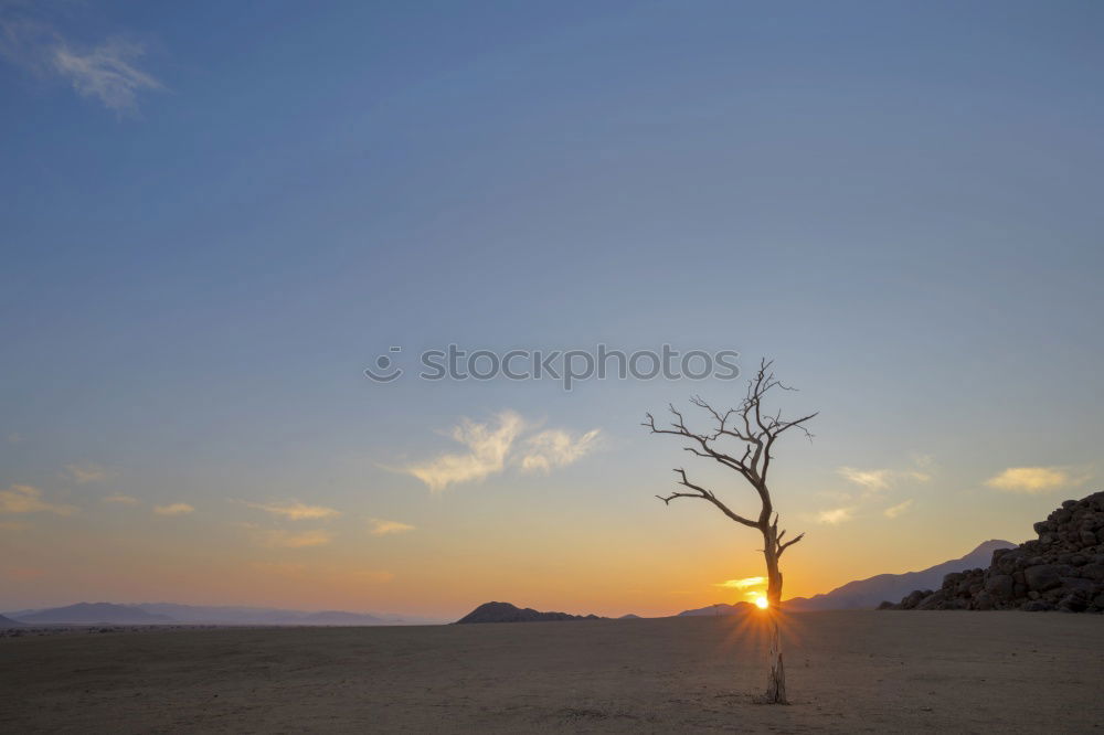 Similar – Foto Bild dunkle Palme Tourismus