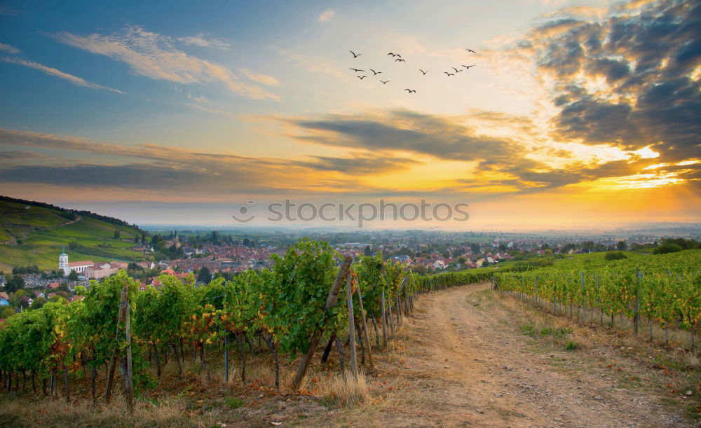 Similar – Image, Stock Photo Light and shadow plays on the Moselle