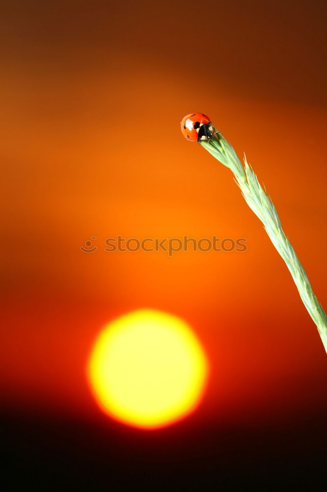 ears of corn at sunset