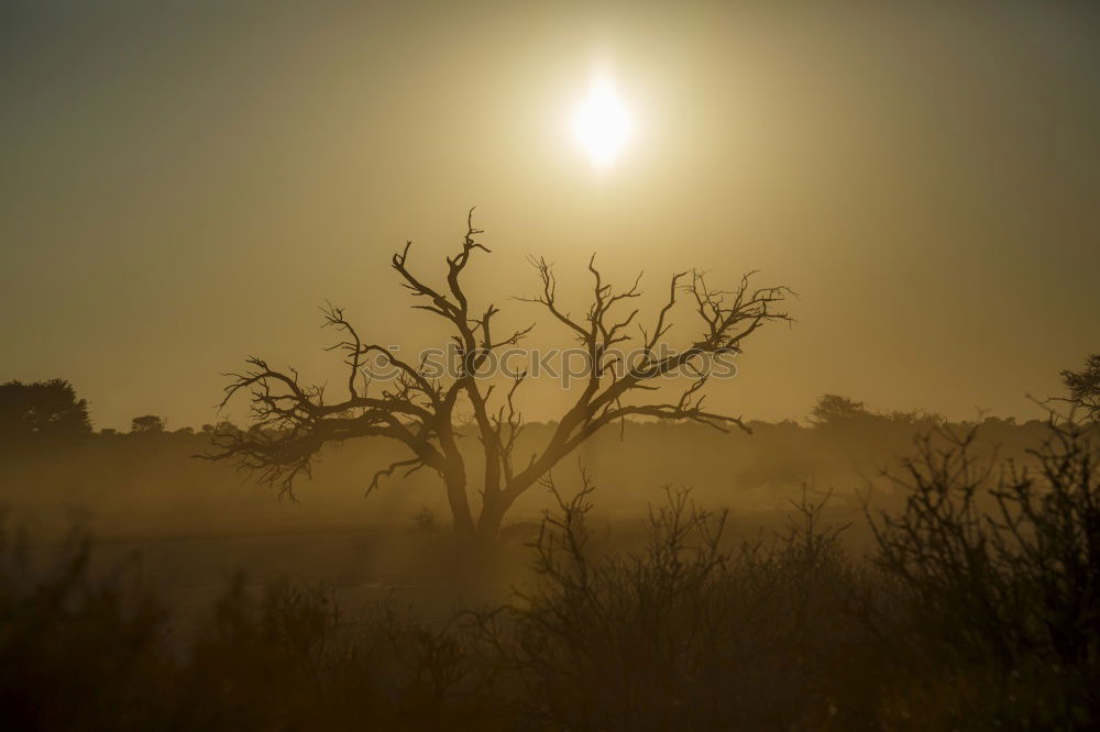 Similar – Image, Stock Photo Kalahari Sunset