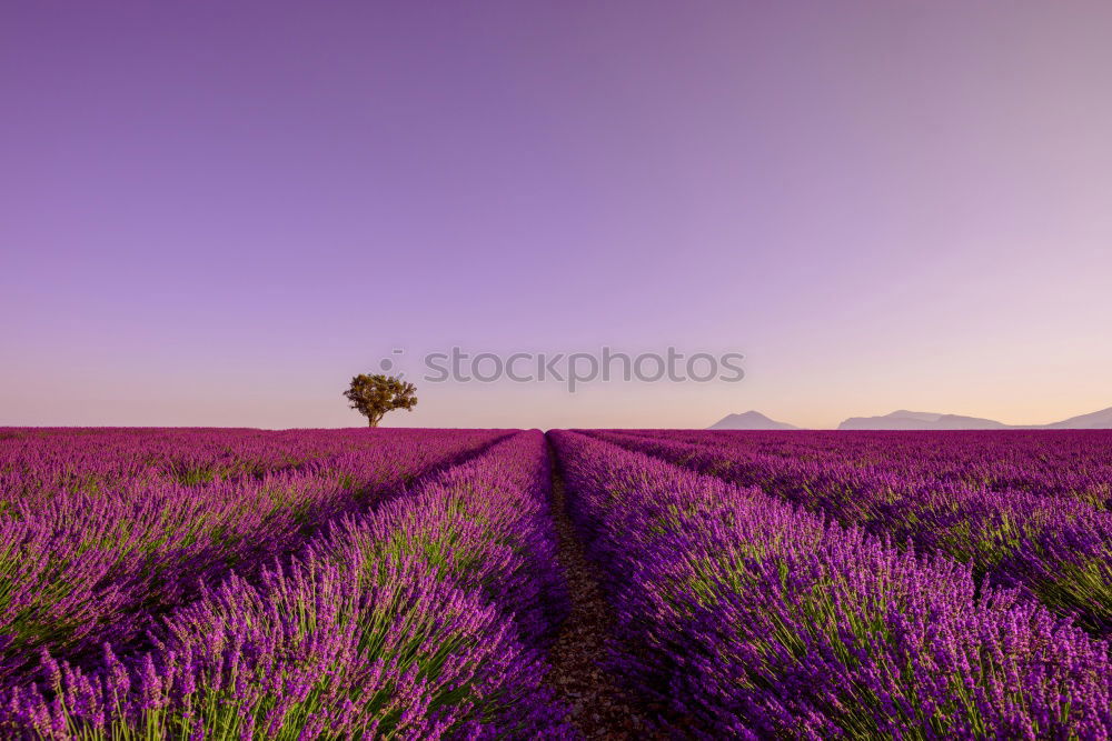 Similar – Image, Stock Photo Beautiful fragrant lavender field in bright light Valensole, Provence, France