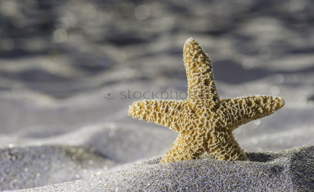 Similar – Image, Stock Photo Starfish into the waves