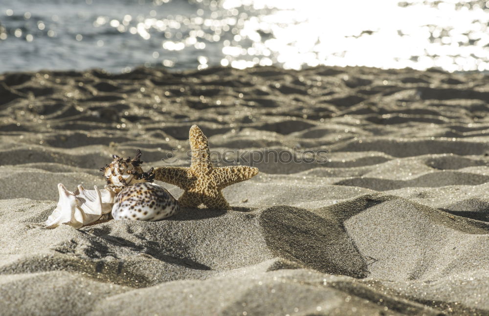 Similar – strandperle Strand