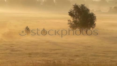 Similar – Morning fog over a stream