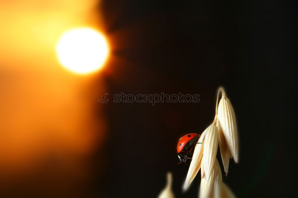 Image, Stock Photo one day goes Solar Power