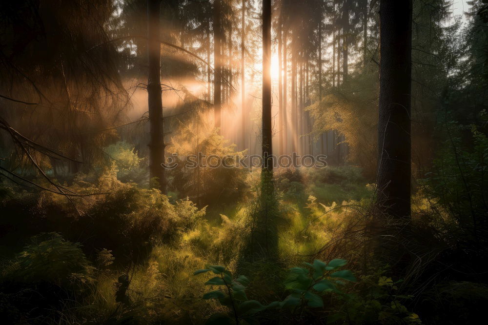 Similar – Image, Stock Photo foggy sunrise over hills with flowering heather