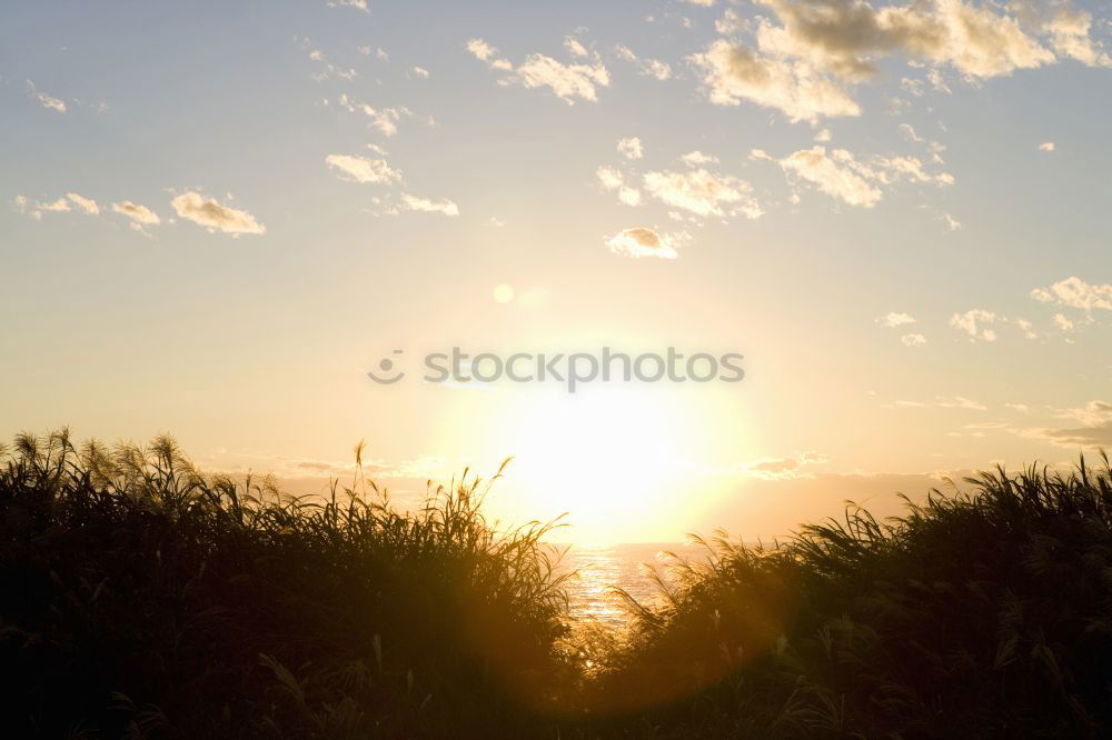 Similar – sandy desert Beach Sunset