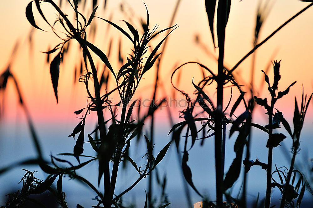 Similar – Image, Stock Photo Looking through the grass (II)