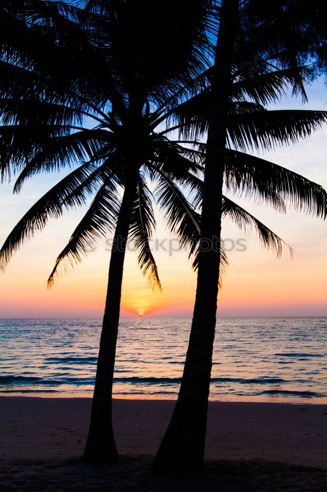 Similar – Image, Stock Photo palm beach Palm tree Beach